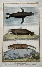 1780 martinet otter d'occasion  Expédié en Belgium