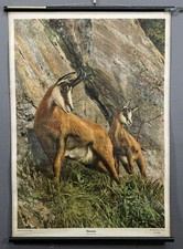 Chamois animal photo d'occasion  Expédié en Belgium