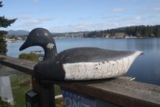 Black brant hunting for sale  Lincoln City