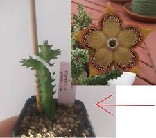 Talea edithcolea grandis usato  San Giorgio a Cremano