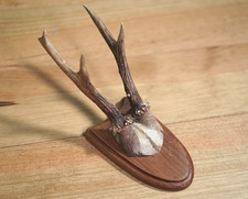 Vintage roe deer for sale Vintage roe deer for sale  BRIGHTON