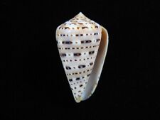 Usado, Concha do mar Conus genuanus 52,4mm ID#8699 comprar usado  Enviando para Brazil