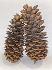 Two giant sugar for sale  Evergreen
