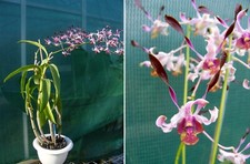 Dendrobium milo lasianthera d'occasion  Fumel