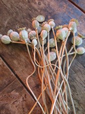 English dried flower for sale  HEREFORD