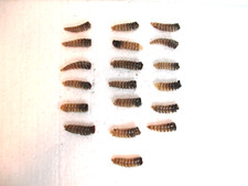 rattlesnake rattle for sale rattlesnake rattle for sale Fort Benton