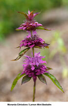 Usado, Semente Monarda Citriodora limão menta bálsamo de abelha hortelã perene FLOR PERFUMADA comprar usado  Enviando para Brazil