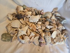 Huge lot seashell for sale  Caldwell