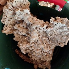 Dekosteine koralle meerwassera gebraucht kaufen  Nittendorf