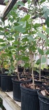 eucalyptus d'occasion eucalyptus d'occasion Expédié en Belgium
