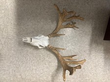 Whitetail sheds synthetic for sale  Blackwell