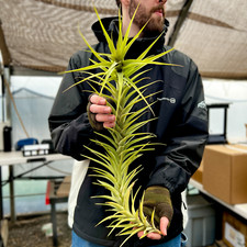 Latifolia caulescent air for sale  Vacaville