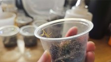 Chinese praying mantis for sale  Hagerstown