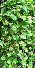 Golden queen pothos for sale  Palm Bay