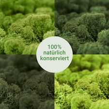 Islandmoos echtes natur gebraucht kaufen  Wennigsen