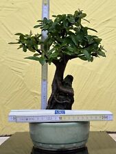 Joe bonsai japanischer gebraucht kaufen  Spiesen-Elversberg