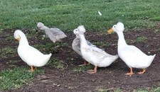 Fertile duck hatching for sale  Sachse