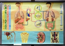 Mapa vintage pull down metabolismo do corpo humano excreção equilíbrio hídrico comprar usado  Enviando para Brazil