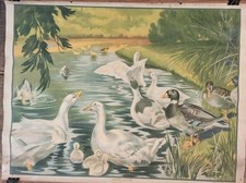 Anitre oche. animali usato  Italia