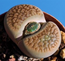 Graines lithops hookeri d'occasion  Plessala