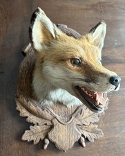 Taxidermy red fox for sale  MELTON MOWBRAY