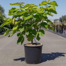 Catalpa aurea tree for sale  UK