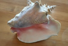 Große fechterschnecke flügel gebraucht kaufen  Bad Bergzabern-Umland