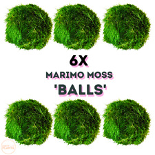 Marimo moss balls for sale  SALTBURN-BY-THE-SEA
