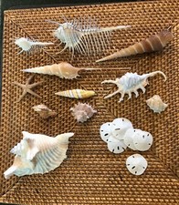Sea shell lot for sale  Waynesville