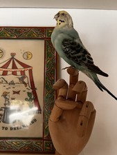 Vintage taxidermy budgie for sale  BELFAST