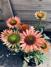 echinacea for sale echinacea for sale ASHBOURNE