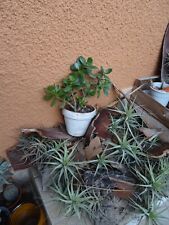 Lot plantes crassula d'occasion  Saint-Cyprien