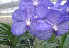 Rare vanda coerulea for sale  HALSTEAD