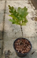 Quercus robur english for sale  MORPETH