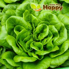 Lettuce year round for sale  DONCASTER