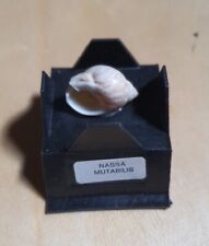 Fossil shell nassa usato  Macomer