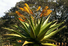 Semi aloe marlothii usato  Trappeto