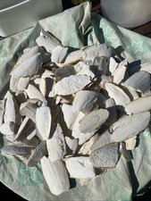 Cuttle fish bone for sale  BEXHILL-ON-SEA
