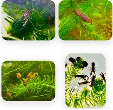 Cambarellus shufeldtii dwarf for sale  Fort Lauderdale