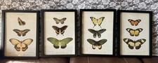 Set framed butterfly for sale  Ennis