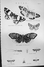Old moths marian for sale  UK