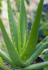 aloe vera starter plant for sale aloe vera starter plant for sale Louisburg