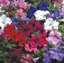 X10 petunia express for sale  BALLYMENA