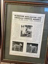 Bedlington terrier sudston for sale  BIRMINGHAM