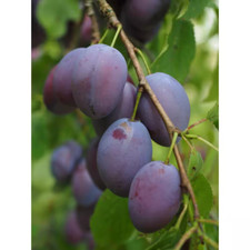 Dwarf italian plum for sale  Denver