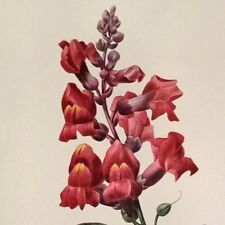 Redoute beautiful flowers for sale  Sahuarita