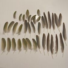 Pineapple conure wing for sale  Leesburg
