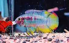 Laetacara curviceps flag for sale  LONDON