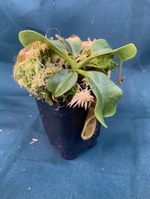 Nepenthes villosa fc for sale  Flowery Branch