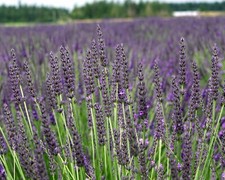 Lavender grosso 3.5 for sale  Sequim